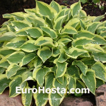 Hosta Pilgrim - Eurohosta