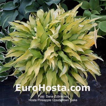 Hosta Pineapple Upsidedown Cake