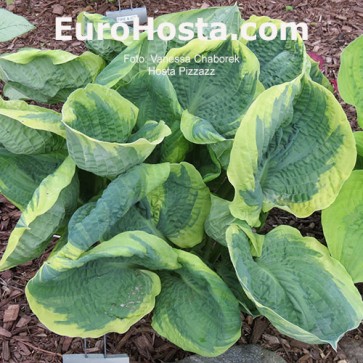 Hosta Pizzazz - Eurohosta