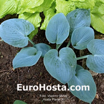 Hosta Planet X