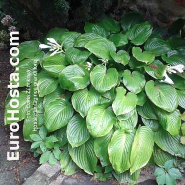 Hosta Plantiginea Grandiflora