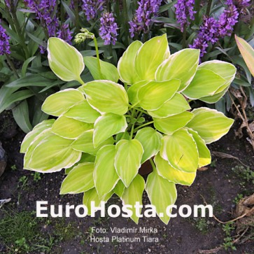 Hosta Platinum Tiara - Eurohosta