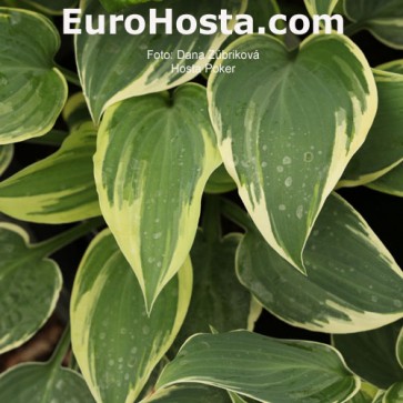 Hosta Poker