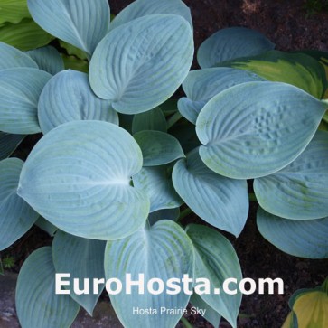 Hosta Prairie Sky - Eurohosta