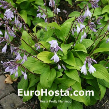 Hosta Pretty Flamingo - Eurohosta