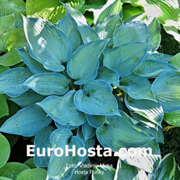 Hosta Punky