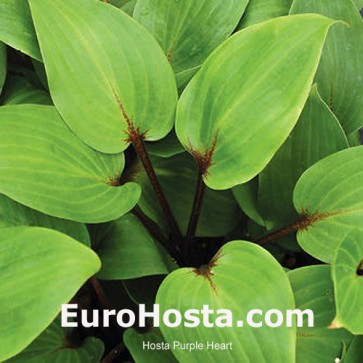 Hosta Purple Heart - Eurohosta