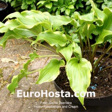 Hosta Raspberries and Cream