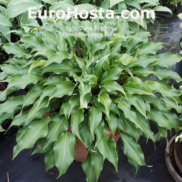 Hosta Raspberry Sorbet - Eurohosta