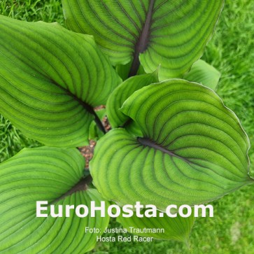 Hosta Red Racer