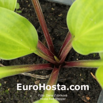 Hosta Red Stepper