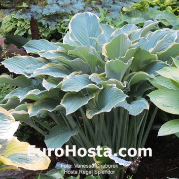 Hosta Regal Splendor - Eurohosta