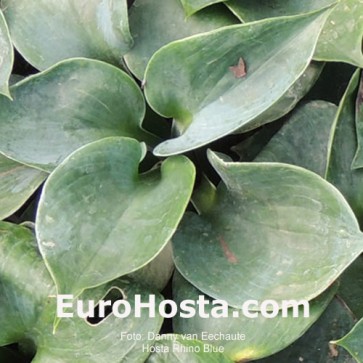 Hosta Kingsize