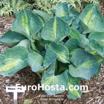 Hosta Rhino Hide - Eurohosta