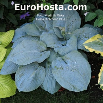 Hosta Richmond Blue