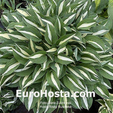 Hosta Risky Business - Eurohosta