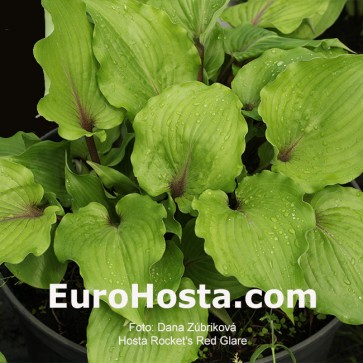 Hosta Rocket's Red Glare