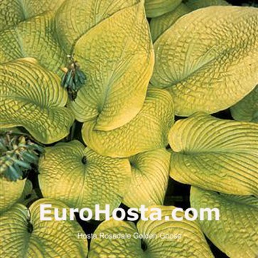 Hosta Rosedale Golden Gooser - Eurohosta