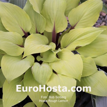 hosta Rough Lemon