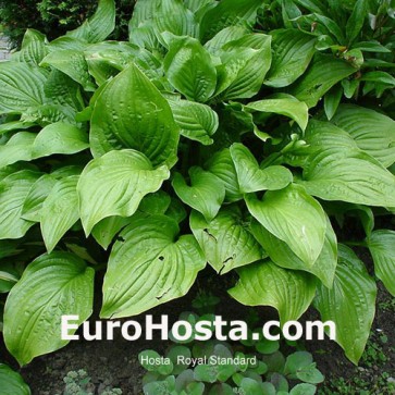 Hosta Royal Standard - Eurohosta