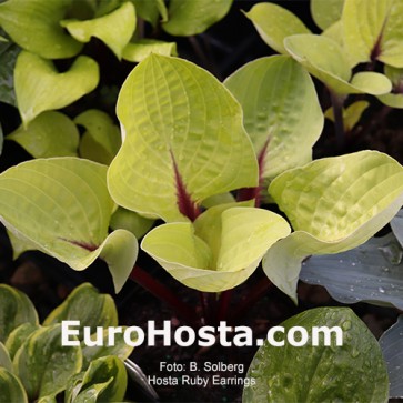 hosta Ruby Earrings