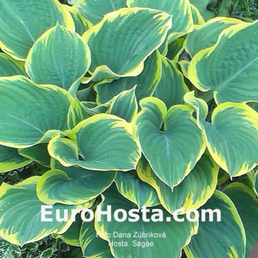 Hosta Sagae - Eurohosta