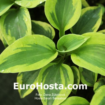 Hosta Sara's Sensation - Eurohosta