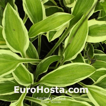 Hosta Scooter - Eurohosta