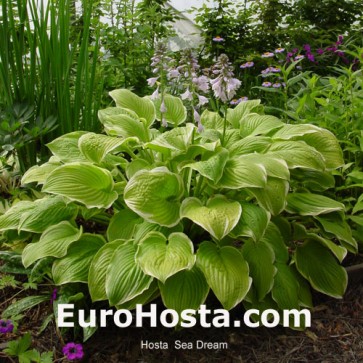 Hosta Sea Dream - Eurohosta