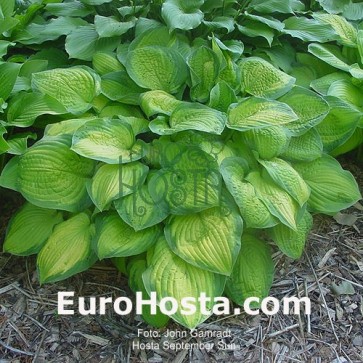 Hosta September Sun - Eurohosta