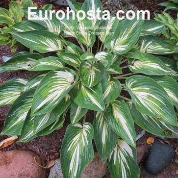 Hosta Sharp Dressed Man