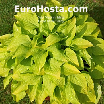 Hosta Shiny Penny