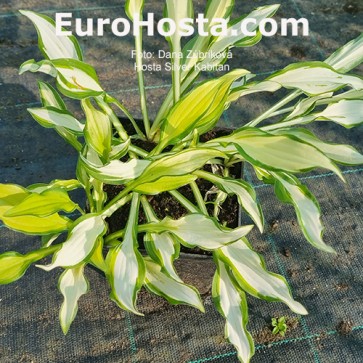 Hosta Silver Kabitan