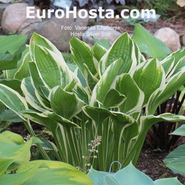 Hosta Silver Star