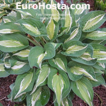 Hosta Snake Eyes