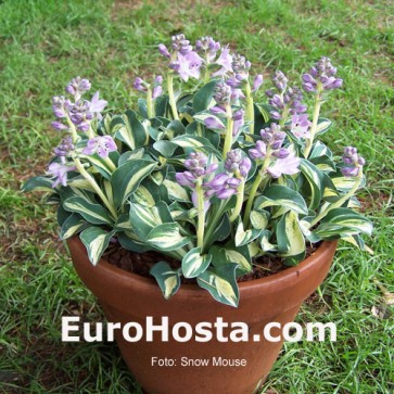 Hosta Snow Mouse - Eurohosta