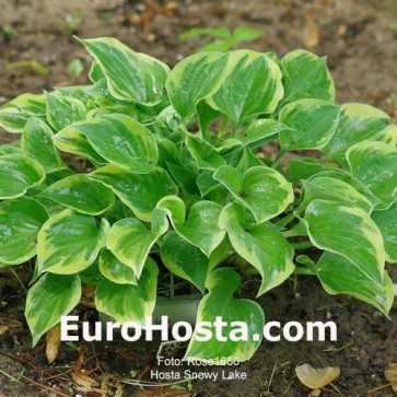 Hosta Snowy Lake