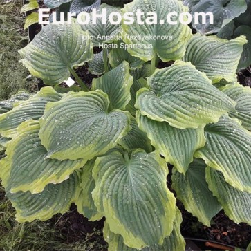 Hosta Spartacus - Eurohosta