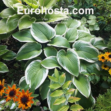 Hosta Spartan Glory