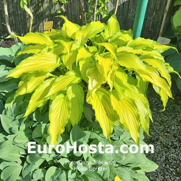 Hosta Spritzer