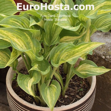 Hosta Stargate