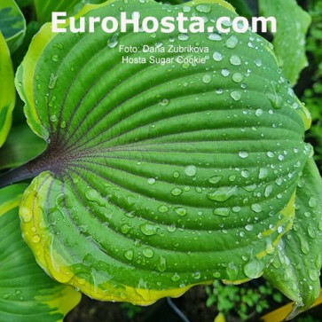 Hosta Sugar cookie