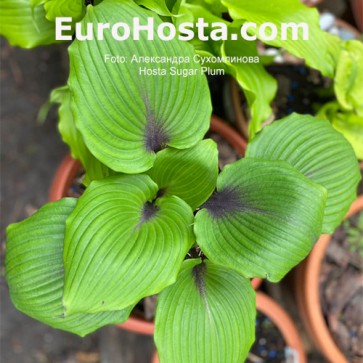 Hosta Sugar Plum