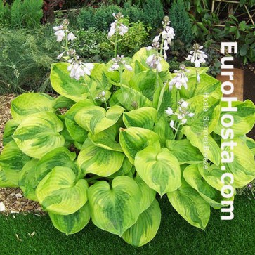 Hosta Summer Breeze - Eurohosta