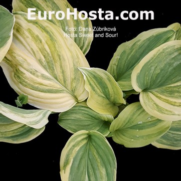 Hosta Sweet and Sour