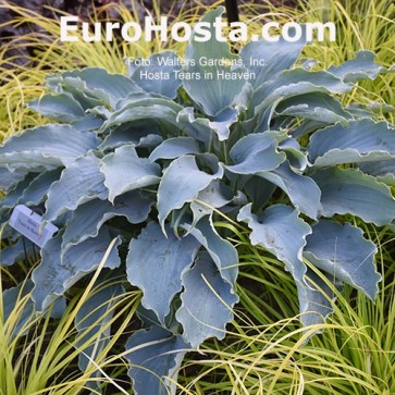 Hosta Syncopated Harmony