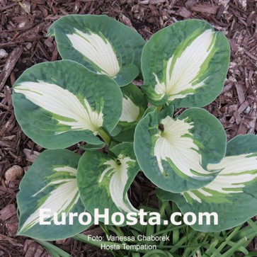 Hosta Temptation