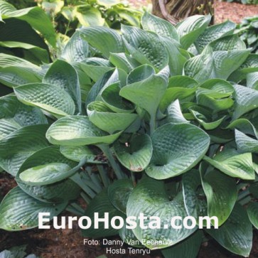 Hosta Tenryu