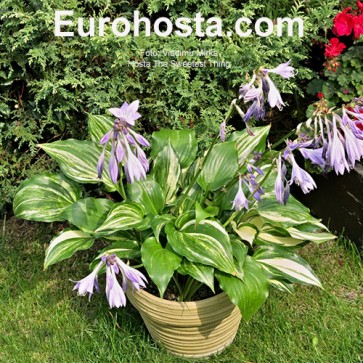 Hosta The Sweetest Thing