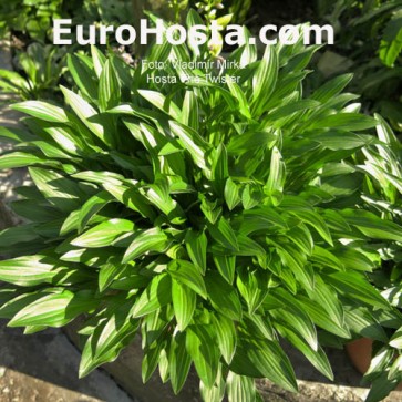 Hosta The Twister